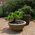 Two potted plants in stone planters on a gravel surface with greenery in the background.