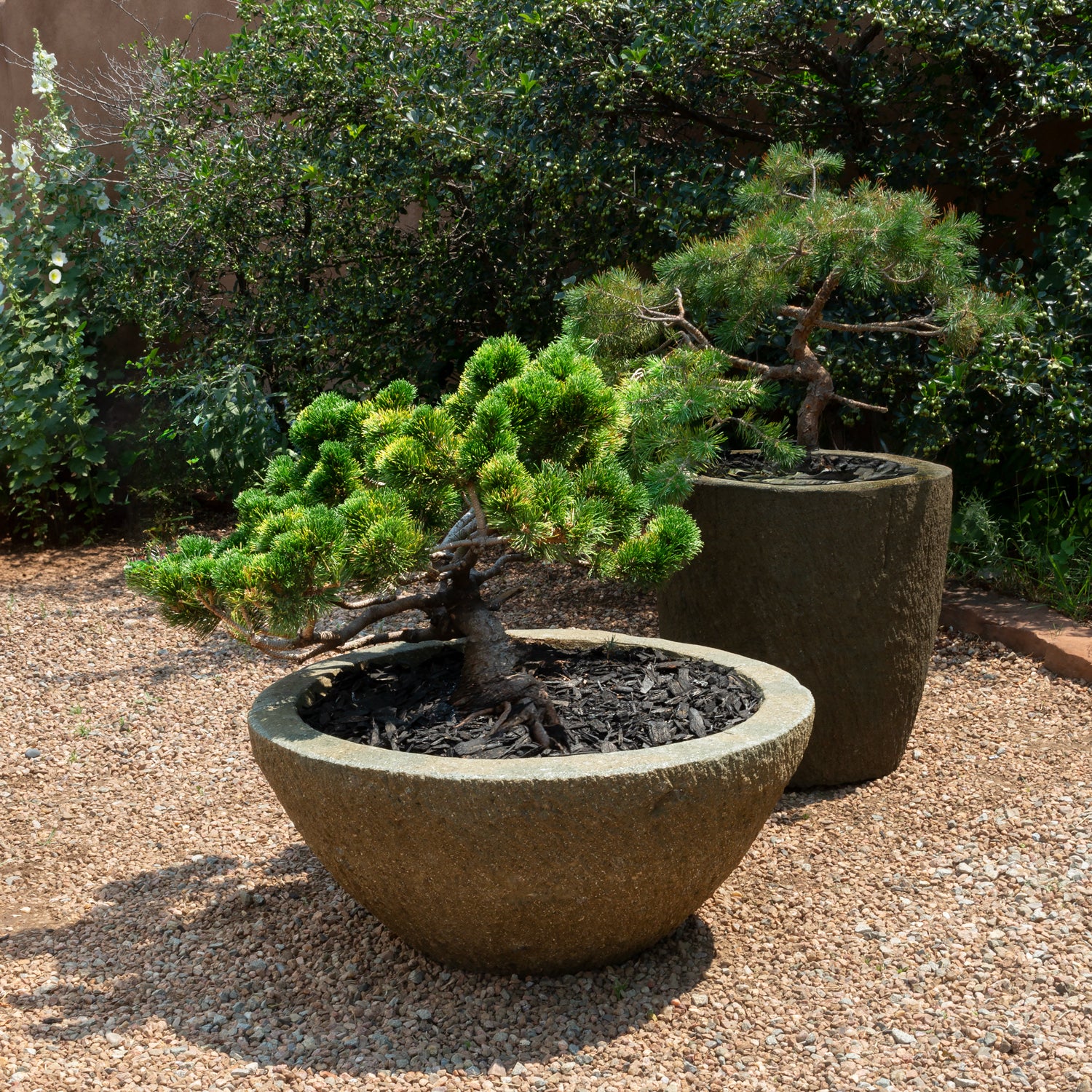 Two potted plants in stone planters on a gravel surface with greenery in the background.