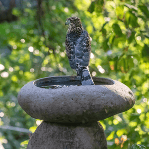 Wabi Birdbath image 5 of 5