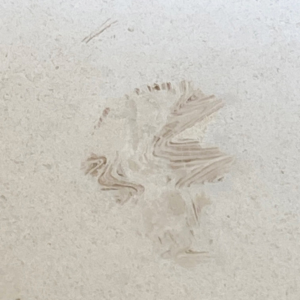 fossil anomaly in desert cream limestone