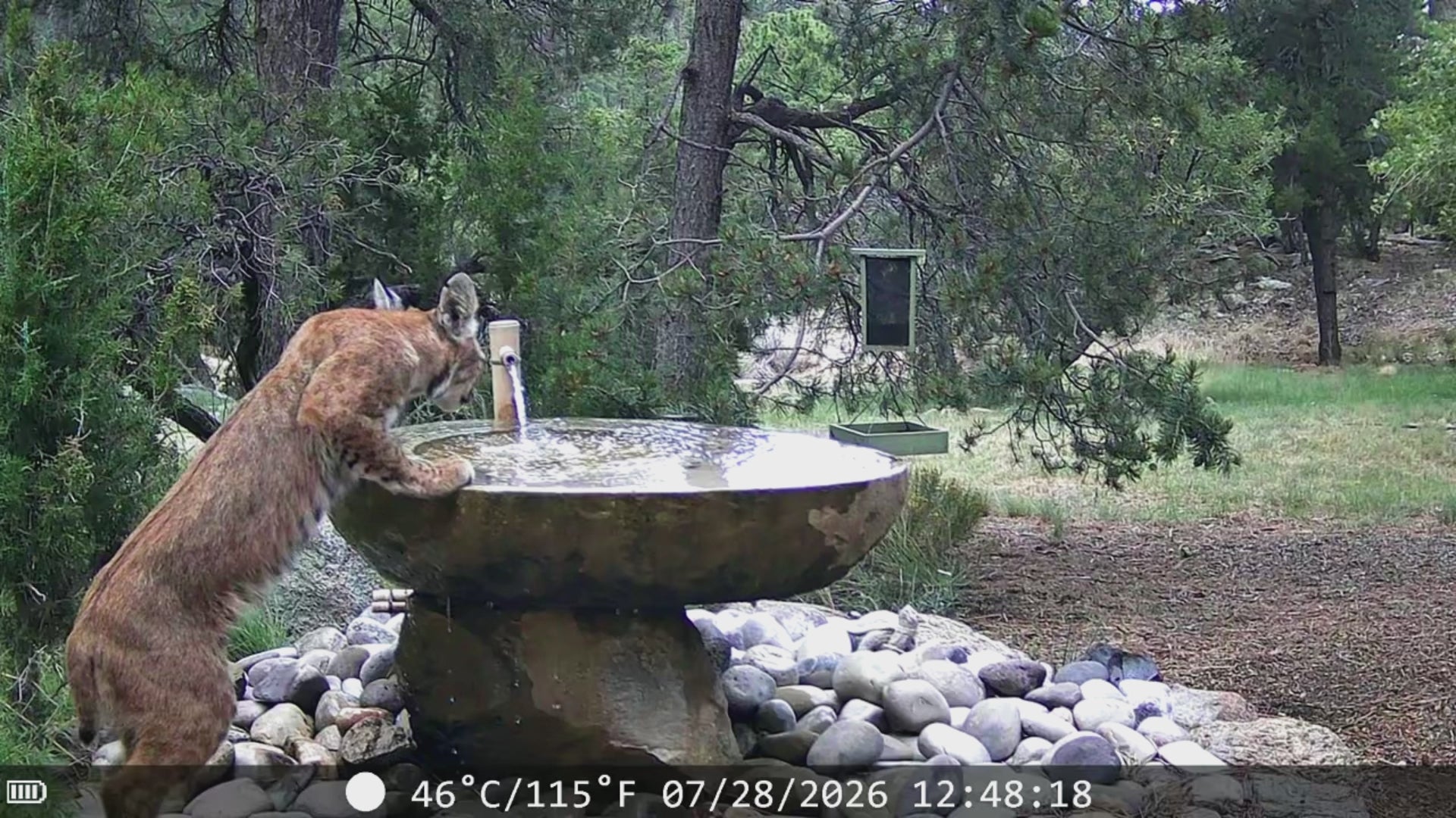 Bobcat on fountain