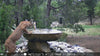 Bobcat on fountain