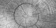 Weathered Tree Rings, Cross section of tree trunk showing weathered tree rings