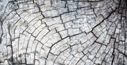 Weathered wood, Closeup of weathered tree rings