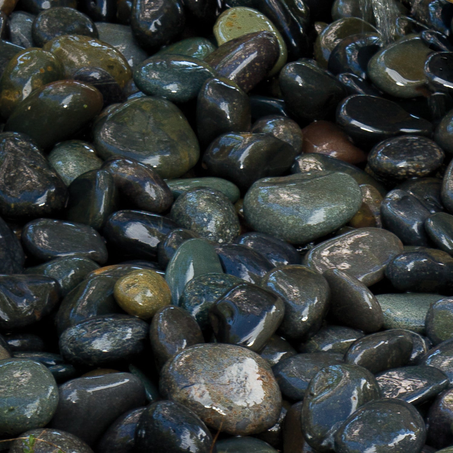 Mexican Beach Pebbles wet